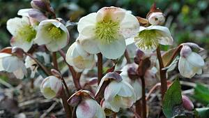 Die Christrose (Helleborus niger)