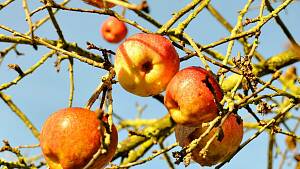Äpfel am winterlichen Baum