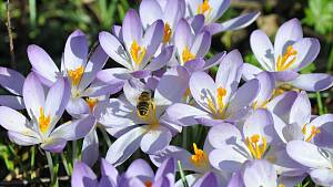 Krokus neigen zum Verwildern und breiten sich im Garten aus.