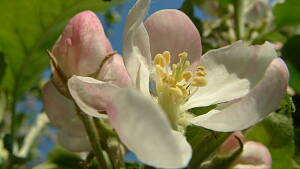 Apfelblüte