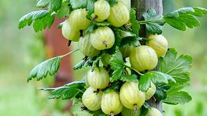 Stachelbeeren