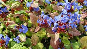 Ceratostigma plumbaginoides
