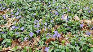 Vinca major