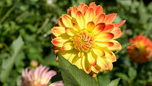 Dahlie im Garten