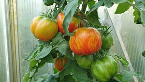 Stabtomate 'Red Zebra' mit runden Früchten