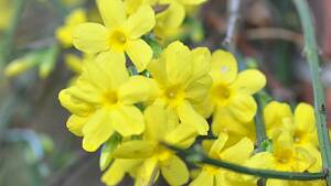 Winterjasmin