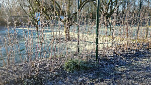 Herbsthimbeeren  vor dem Schneiden