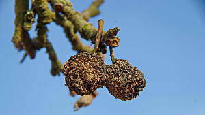 Fruchtmumien