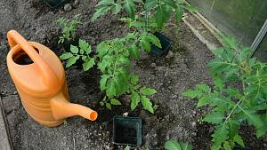 Tomatenjungpflanzen im Gewächshaus