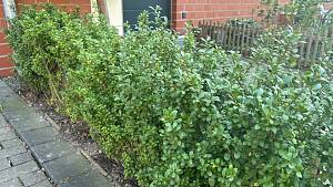 Ilex crenata