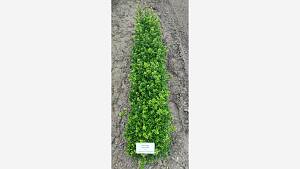 Ilex crenata 'Luxus Globe'
