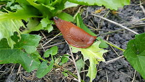 Nacktschnecke auf einem Blatt