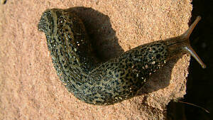 Die getigerte Schnegelschnecke