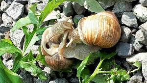 Weinbergschnecken