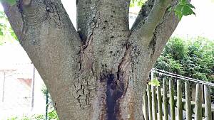 Älterer Baum mit Schaden