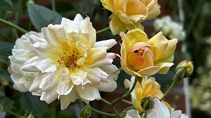 Robuste Ramblerrose 'Phyllis Bide'