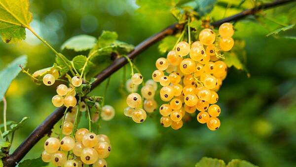 Themenbild: Weiße Johannisbeeren