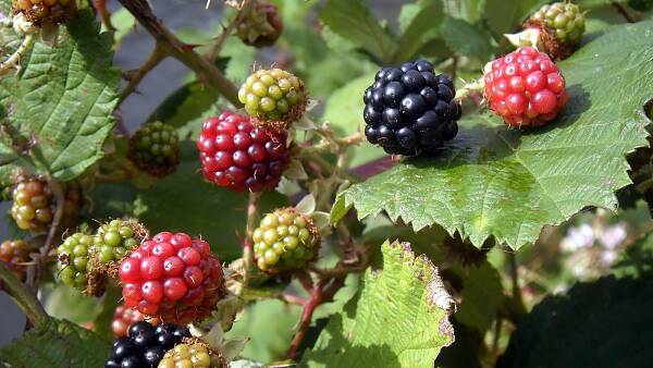 Themenbild: Brombeeren Themenbild: Brombeeren