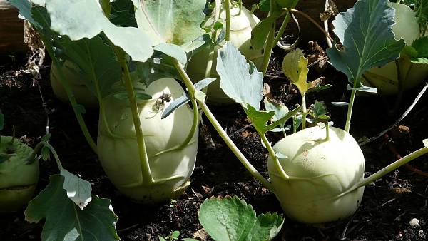 Themenbild: Kohlrabi