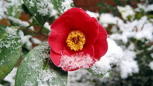 Themenbild: Kamelie (#I{Camellia japonica}) Themenbild: Kamelie (#I{Camellia japonica})