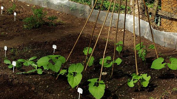 Themenbild: Bohnen im Beet.