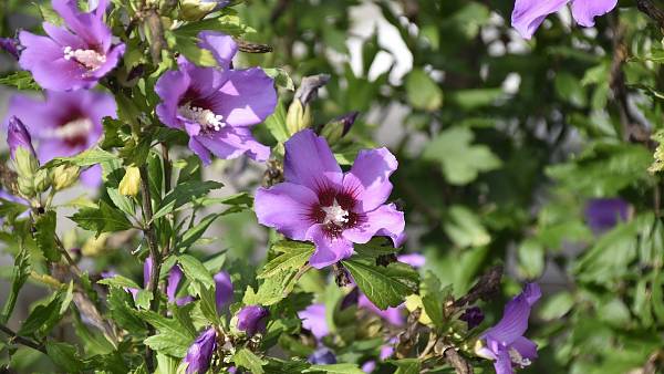 Themenbild: Hibiscus Themenbild: Hibiscus