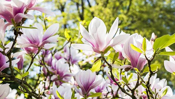 Themenbild: Magnolie