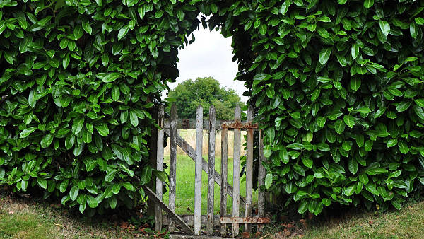 Themenbild: Hecke mit Tor Themenbild: Hecke mit Tor