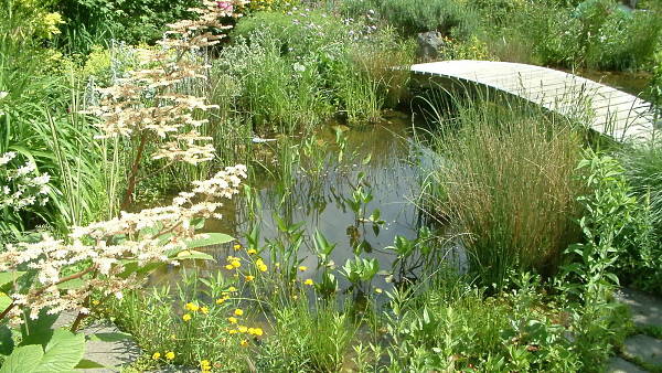 Themenbild: Gartenteich