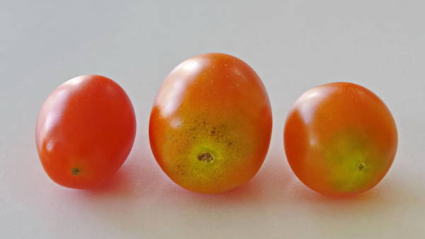 Themenbild: Tomaten