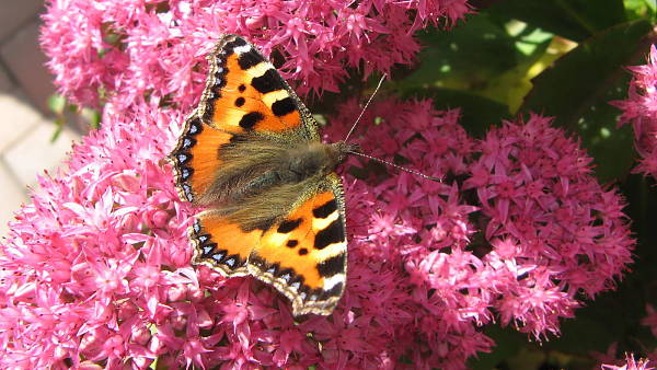 Themenbild: Schmetterling Fetthenne