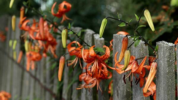 Themenbild: Blumen am Gartenzaun