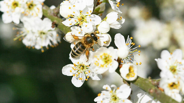 Themenbild: Biene Themenbild: Biene