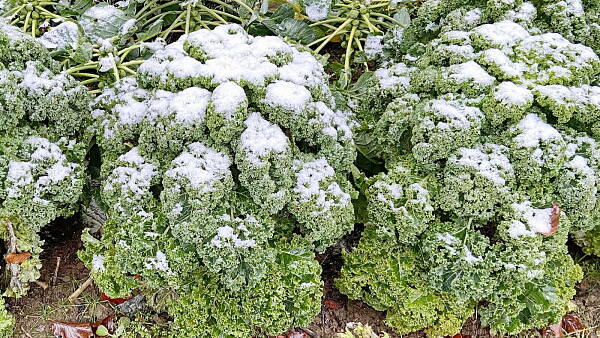 Themenbild: Grünkohl im Schnee Themenbild: Grünkohl im Schnee