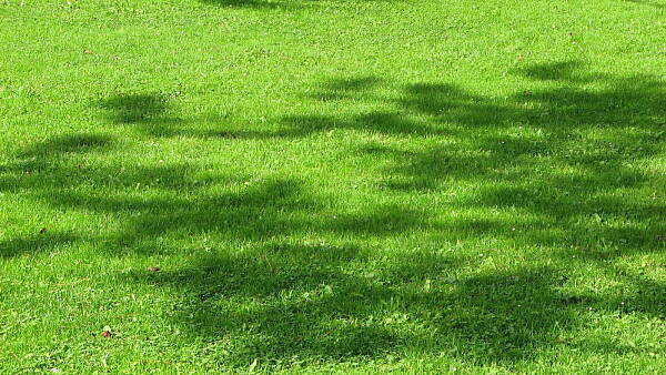 Themenbild: Rasen Themenbild: Rasen
