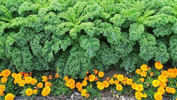 Themenbild: Tagetes