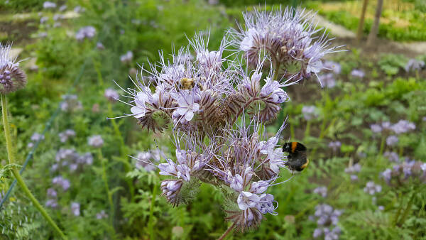 Themenbild: Phacelia