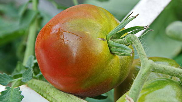 Themenbild: grünäugige Tomate