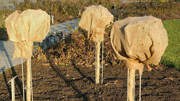 Themenbild: Rosen in Jute eingepackt