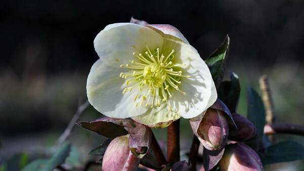 Themenbild: Helleborus niger Themenbild: Helleborus niger