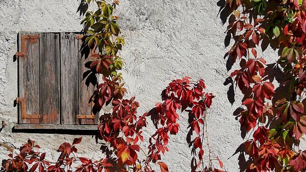 Themenbild: Wilder Wein an der Hauswand