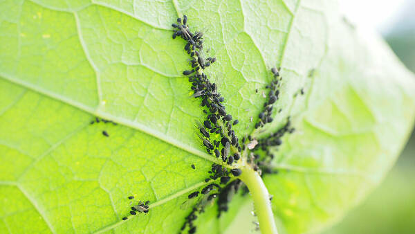 Themenbild: Blattläuse an Blatt