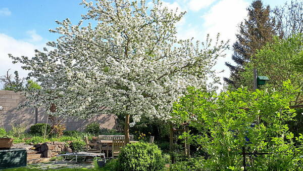 Themenbild: Zierapfel im Frühling Themenbild: Zierapfel im Frühling