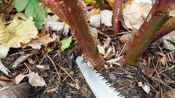 Themenbild: mit einer Säge wird eine Brombeer-Rute bodennah geschnitten Themenbild: mit einer Säge wird eine Brombeer-Rute bodennah geschnitten