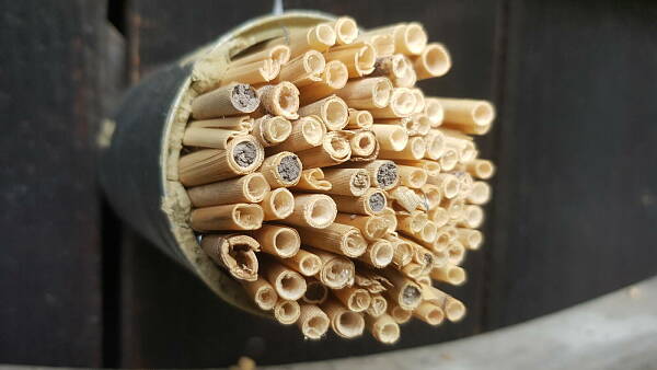 Themenbild: Nisthilfen aus Bambus und Schilfrohr