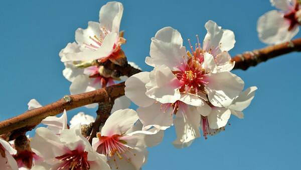 Themenbild: Mandelblüte Themenbild: Mandelblüte