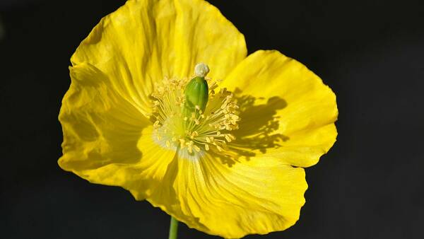 Themenbild: Der Waldscheinmohn (Maconopsis cambrica) sät sich Jahr für Jahr erneut aus Themenbild: Der Waldscheinmohn (Maconopsis cambrica) sät sich Jahr für Jahr erneut aus