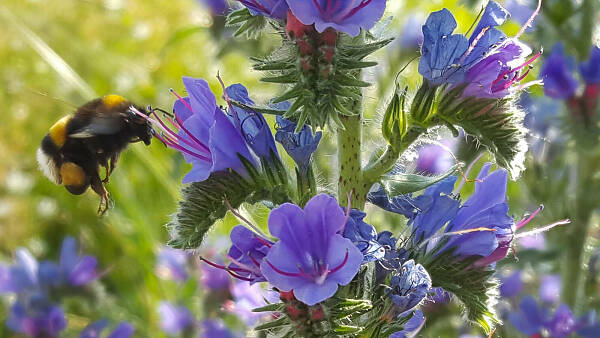 Themenbild: Insekt an einer Blume