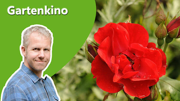 Themenbild: Gartenkino Rosen Themenbild: Gartenkino Rosen