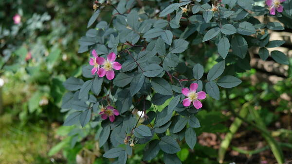 Themenbild: Rosa glauca Themenbild: Rosa glauca